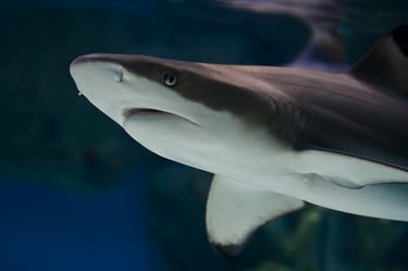 iclipart_161_00754_shark